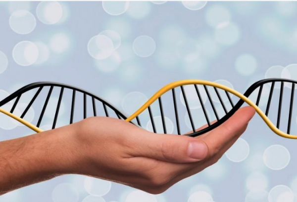 Генетическая ДНК-экспертиза на отцовство: стоимость исследования в судебном и добровольном порядке
